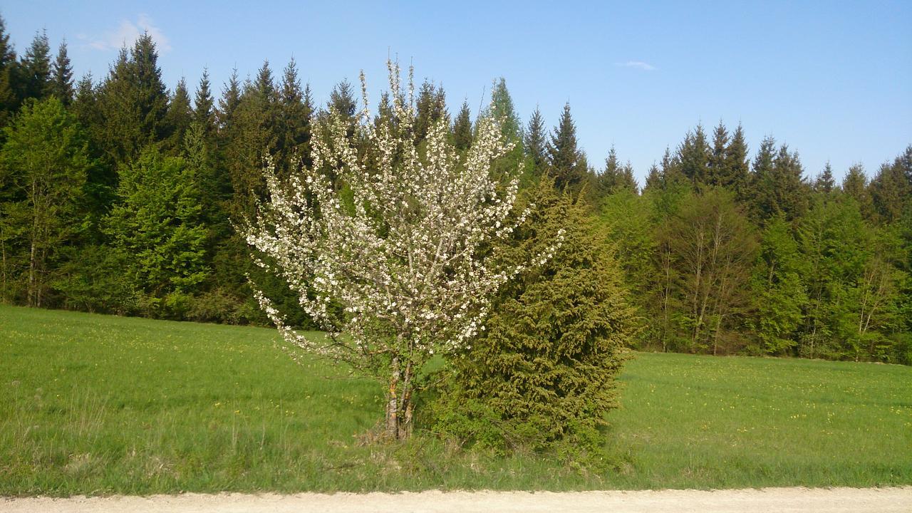 Hotel Berghaus Knopfmacher *